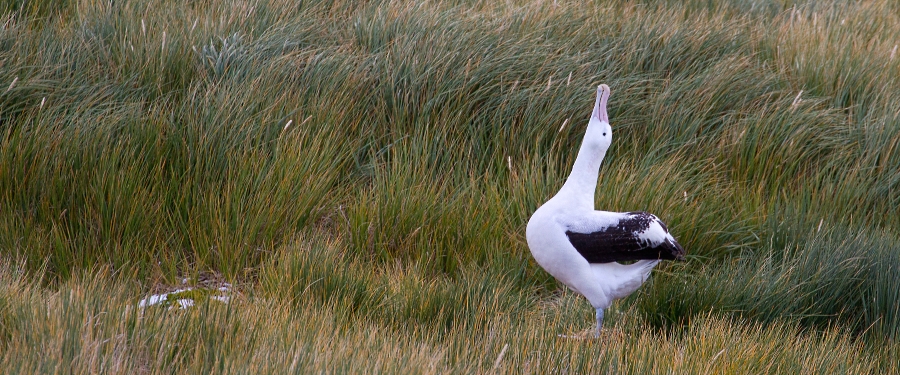 Falkland Islands - South Georgia - Antarctica